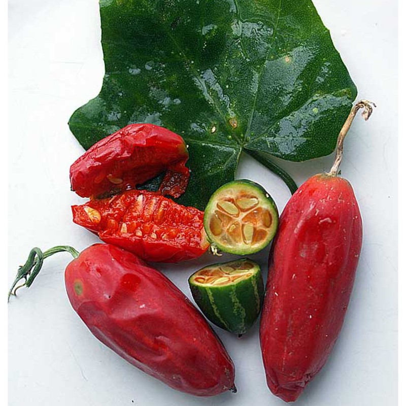 Price: €3.85 - Σπόροι Coccinia sessilifolia (φυτό ορειβάτη) - 