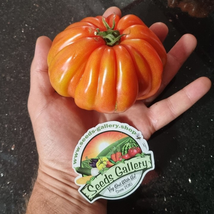Italian CUORE DI BUE Tomato Seeds - 1.665