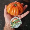 Price: €1.85 - Tomat frön italiensk CUOR DI BUE - Seeds Gallery