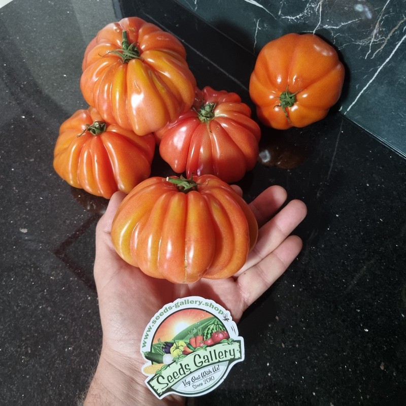Price: €1.85 - Tomat frön italiensk CUOR DI BUE - Seeds Gallery
