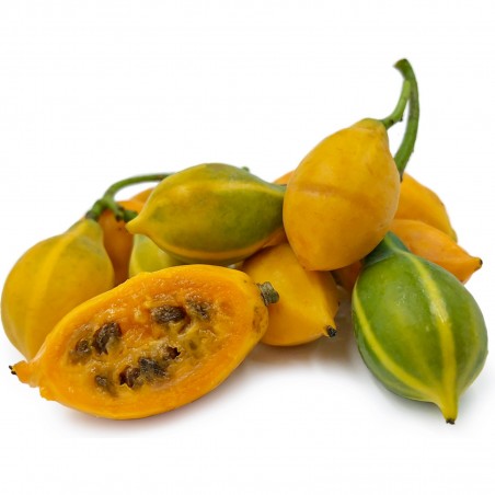 Semillas de papaya de hoja de roble (Carica quercifolia)