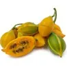 Semințe de papaya cu frunze de stejar (Carica quercifolia)