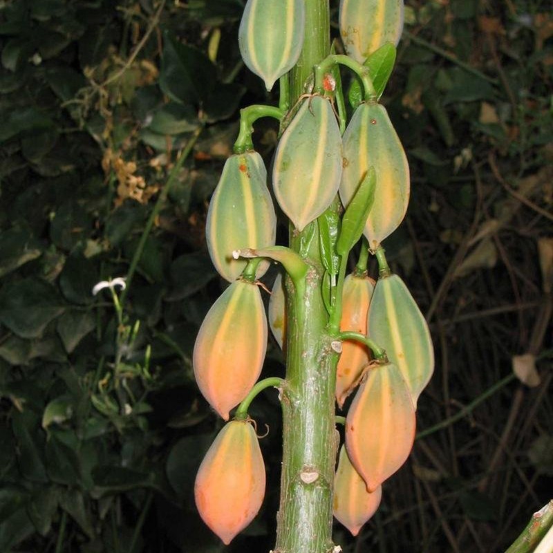 Price: €5.95 - Samen der Eichenblättrigen Papaya (Carica quercifolia) - 