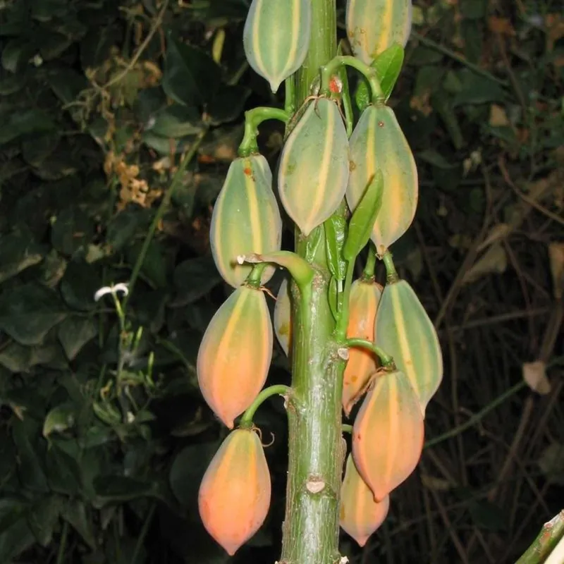 Samen der Eichenblättrigen Papaya (Carica quercifolia)