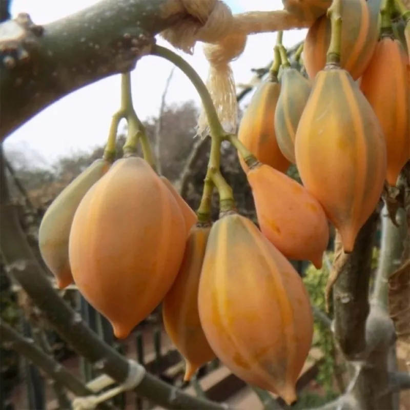 Samen der Eichenblättrigen Papaya (Carica quercifolia)