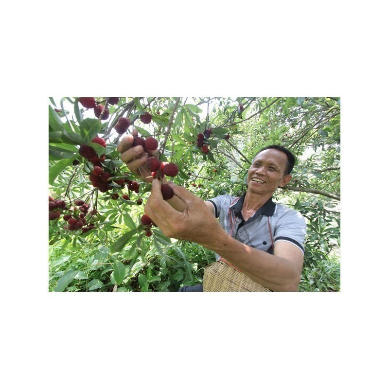 Price: €3.5 - Bärpors Frön (Myrica Rubra) - 