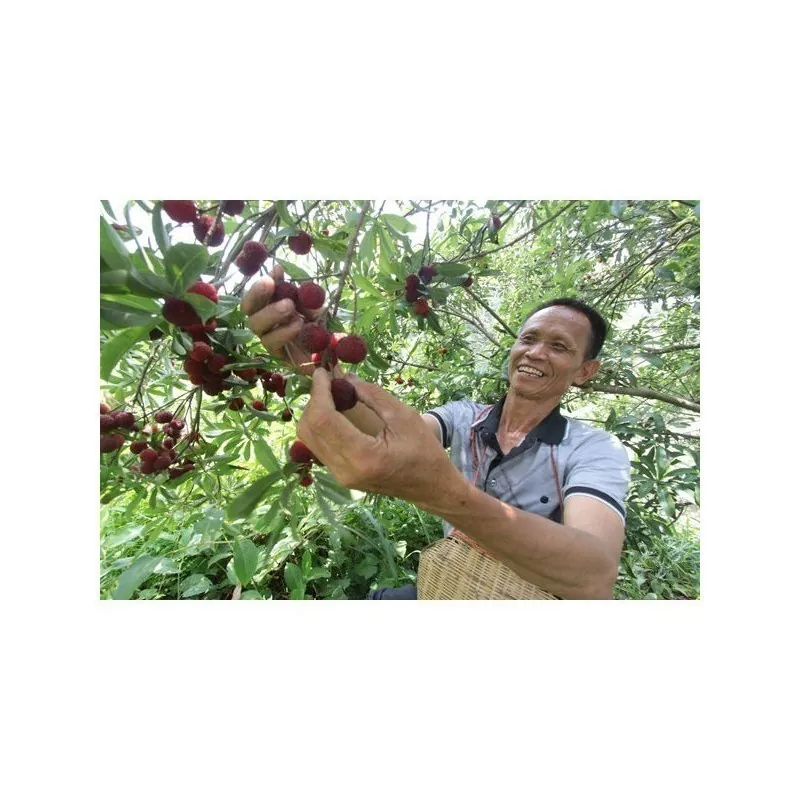 Mountain Peach Seeds (Myrica Rubra)