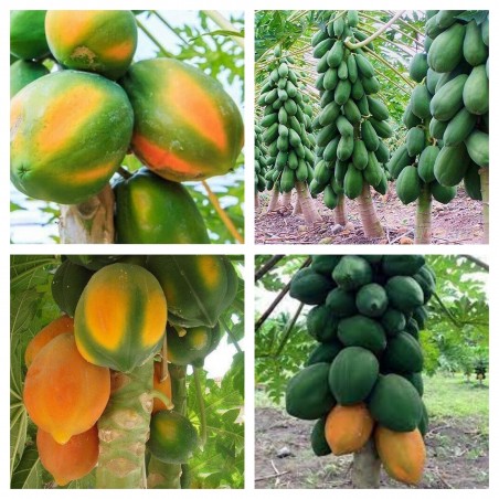 Semillas de papaya enana - rocío de miel (Carica papaya)