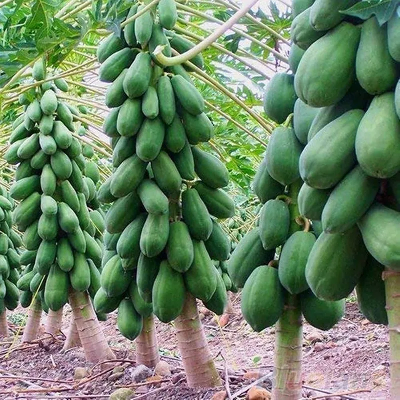 Sementes de mamão anão - orvalho de mel (Carica papaya)