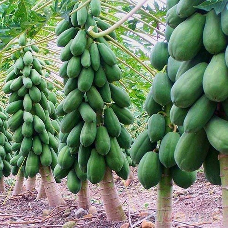 Price: €3 - Semillas de papaya enana - rocío de miel (Carica papaya) - 
