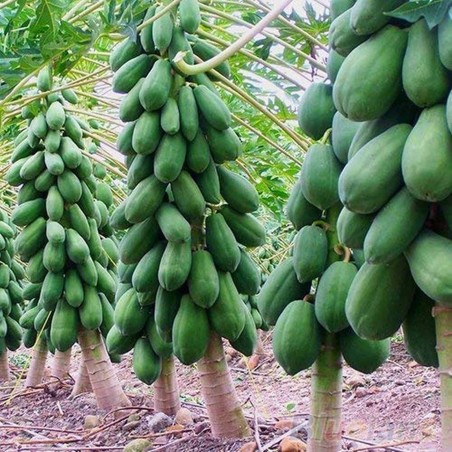 Price: €3 - Semillas de papaya enana - rocío de miel (Carica papaya) -