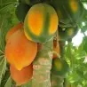 Sementes de mamão anão - orvalho de mel (Carica papaya)