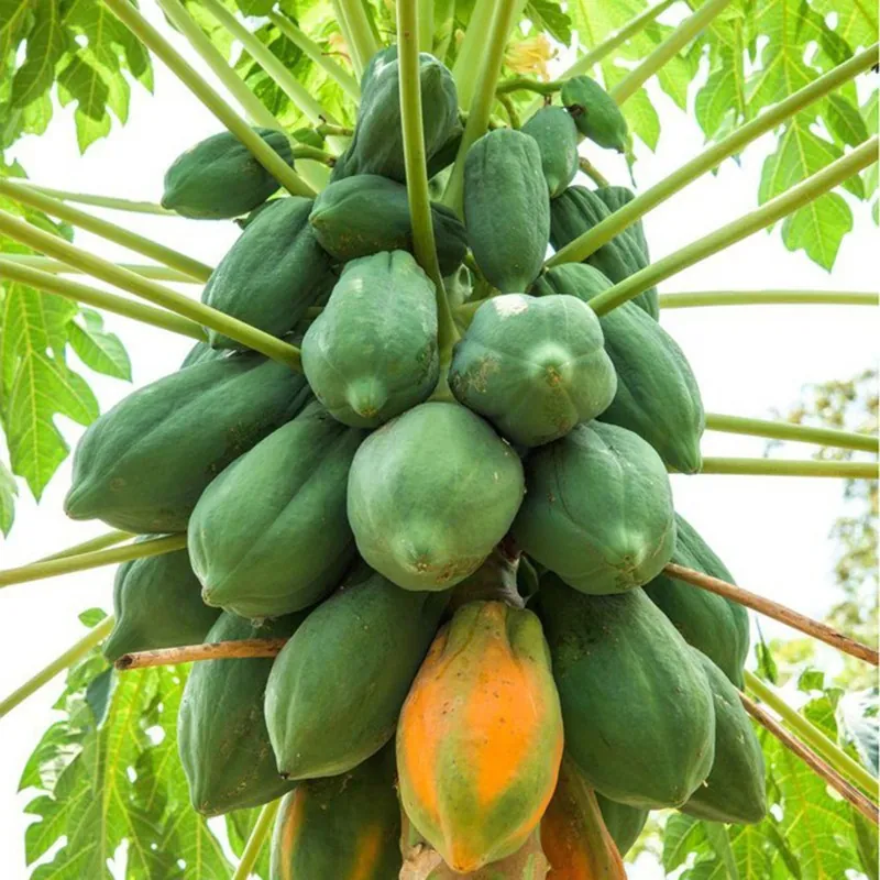 Sementes de mamão anão - orvalho de mel (Carica papaya)