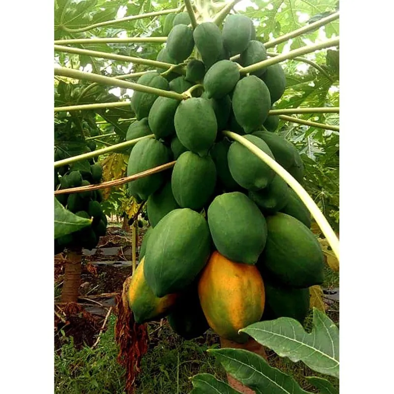 Sementes de mamão anão - orvalho de mel (Carica papaya)