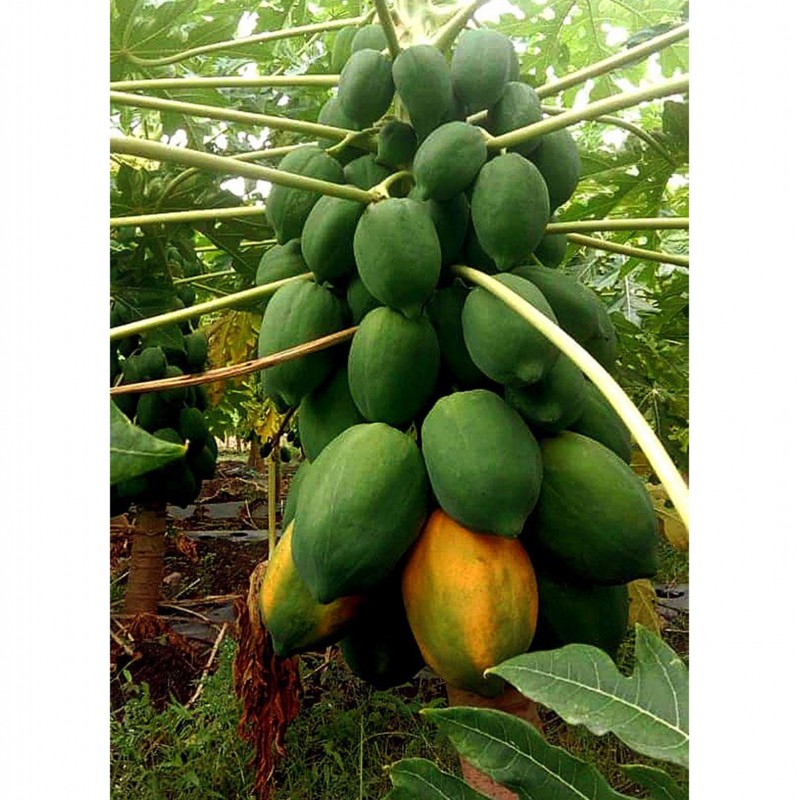 Price: €3 - Semillas de papaya enana - rocío de miel (Carica papaya) - 