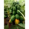 Sementes de mamão anão - orvalho de mel (Carica papaya)