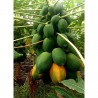 Price: €3 - Semillas de papaya enana - rocío de miel (Carica papaya) - 