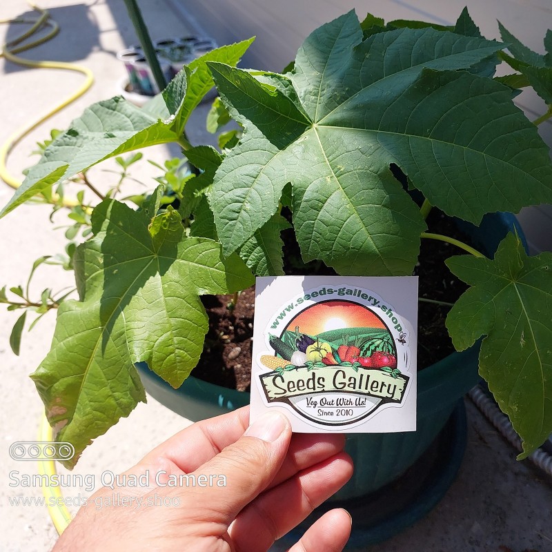 Price: €1.85 - Palma Christi - Ricinus Communis Samen - Seeds Gallery