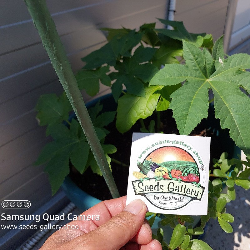 Price: €1.85 - Palma Christi - Ricinus Communis Samen - Seeds Gallery