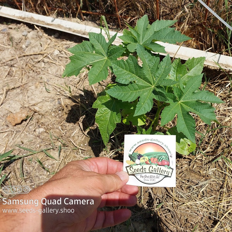 Price: €1.85 - Palma Christi - Ricinus Communis Samen - Seeds Gallery