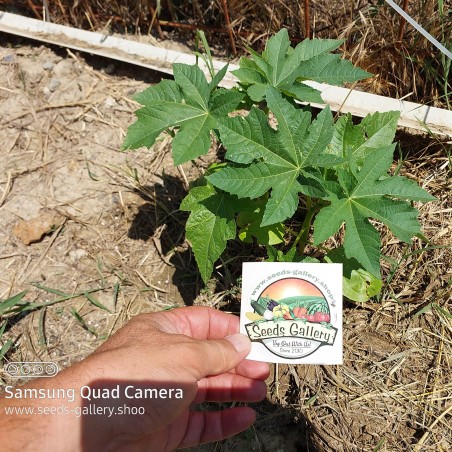 Price: €1.85 - Palma Christi - Ricinus Communis Samen - Seeds Gallery