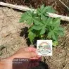 Sementes de Mamona, Mamoneira, Rícino