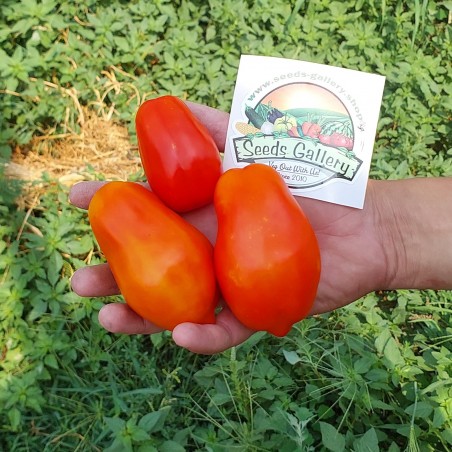 Seme paradajza Scatalone