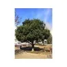 Mountain Peach Seeds (Myrica Rubra)