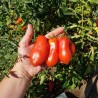 Price: €1.85 - Seme paradajza Scatalone - Seeds Gallery