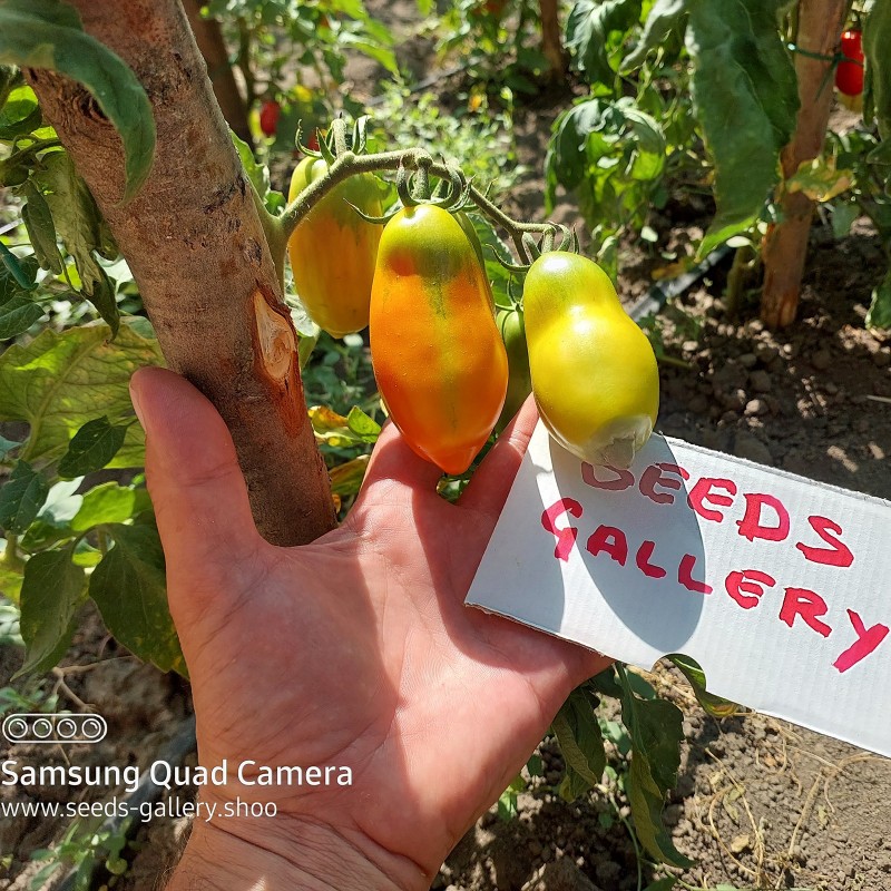 Price: €1.85 - Seme paradajza Scatalone - Seeds Gallery