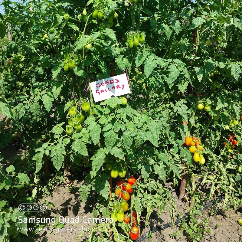 Price: €1.85 - Seme paradajza Scatalone - Seeds Gallery