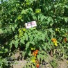 Price: €1.85 - Seme paradajza Scatalone - Seeds Gallery
