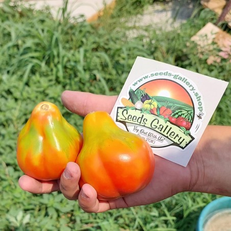 Tomaten Samen Königstrüffel