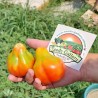 Tomaten Samen Königstrüffel | 2,15 €