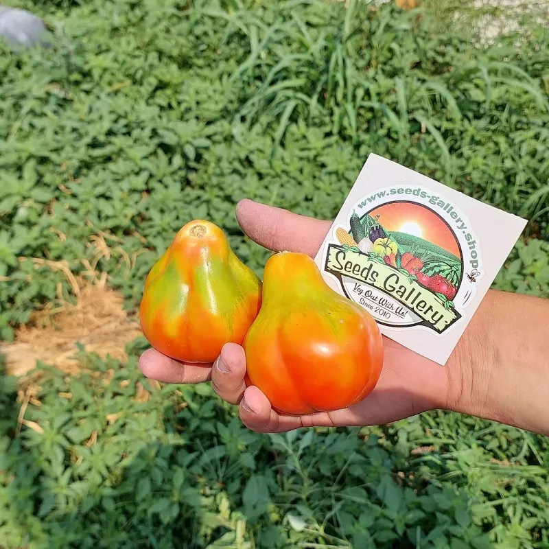 Semillas de tomate con trufa real