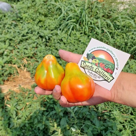 Tomat frön King tryffel