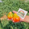 Tomaten Samen Königstrüffel | 2,15 €