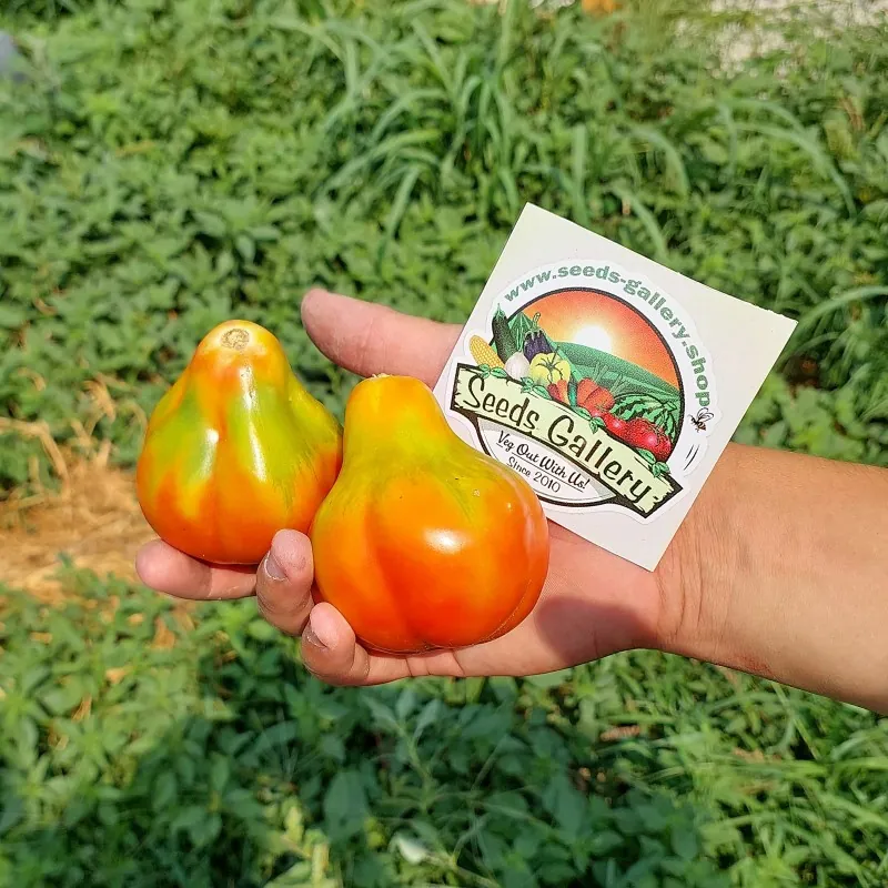 Semillas de tomate con trufa real