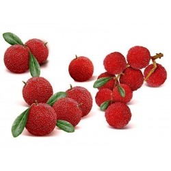  Pappelpflaume Samen chin. Erdbeere (Myrica rubra)