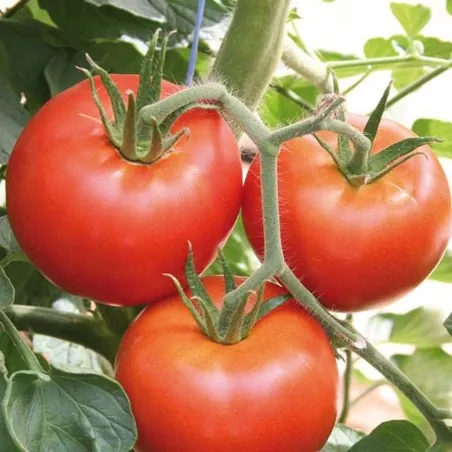 1500 Graines de tomate HEINZ 1370