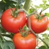 1500 Graines de tomate HEINZ 1370