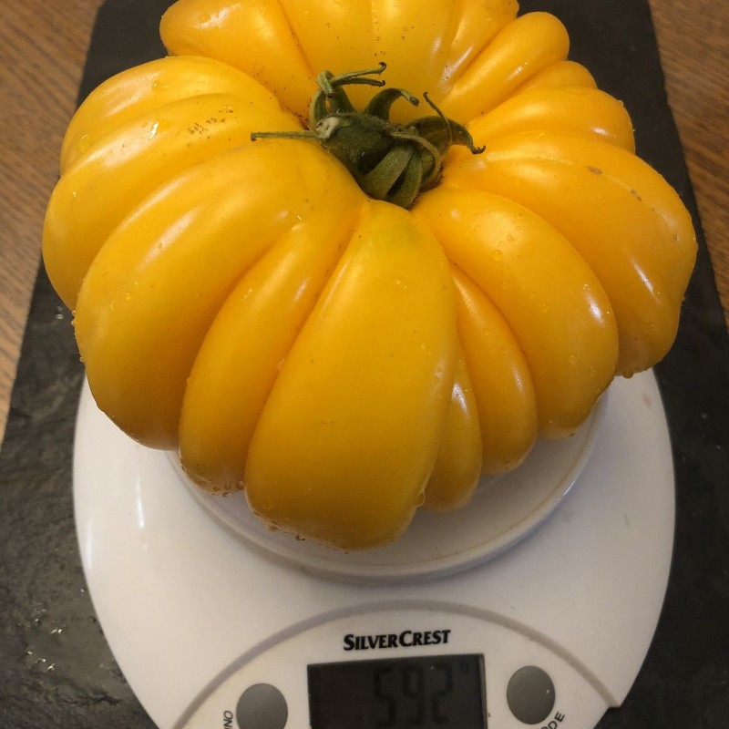 Price: €2.5 - Amerikanische gerippte gelbe Tomatensamen - 