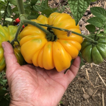 Price: €2.5 - Amerikanische gerippte gelbe Tomatensamen -