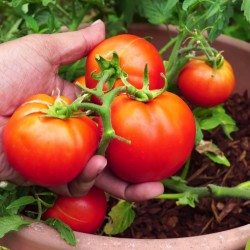 Nasiona pomidorów Backa