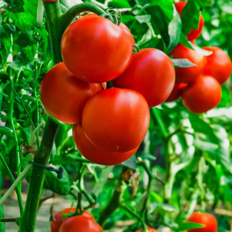 Price: €2.25 - Σπόροι ντομάτας Backa - 