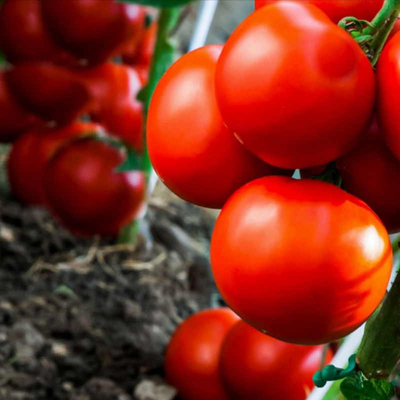 Price: €2.25 - Sementes De Tomate Backa - 