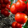 Price: €2.25 - Graines de Tomate Backa - 