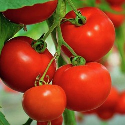 Semena rajčat "Knjaz"
