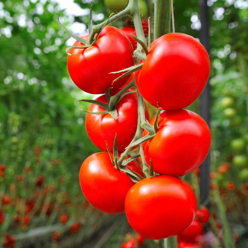 Price: €1.85 - Graines de tomates "Knjaz" - 