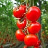 Price: €1.85 - Semi di pomodoro "Knjaz" - 